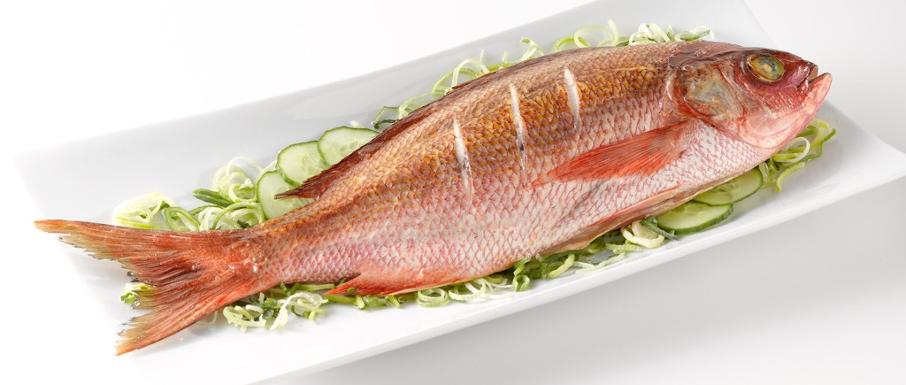 Snapper
